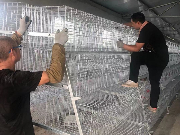 蛋雞籠安裝中
